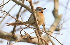 Chotoy Spinetail